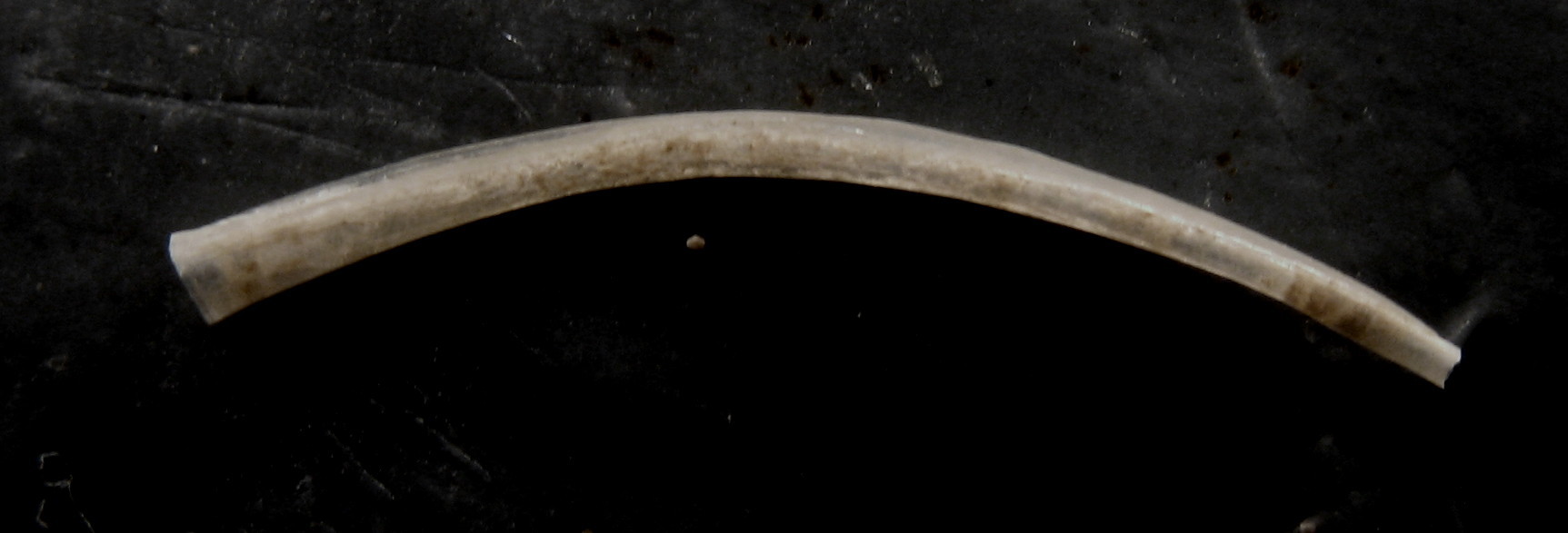 Curiosit� da Fiumicino -400